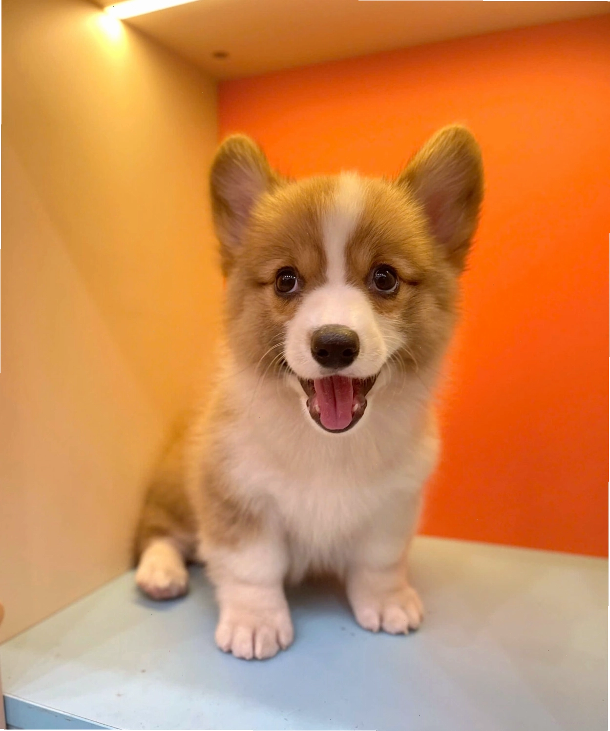 Chó corgi ma CG3513