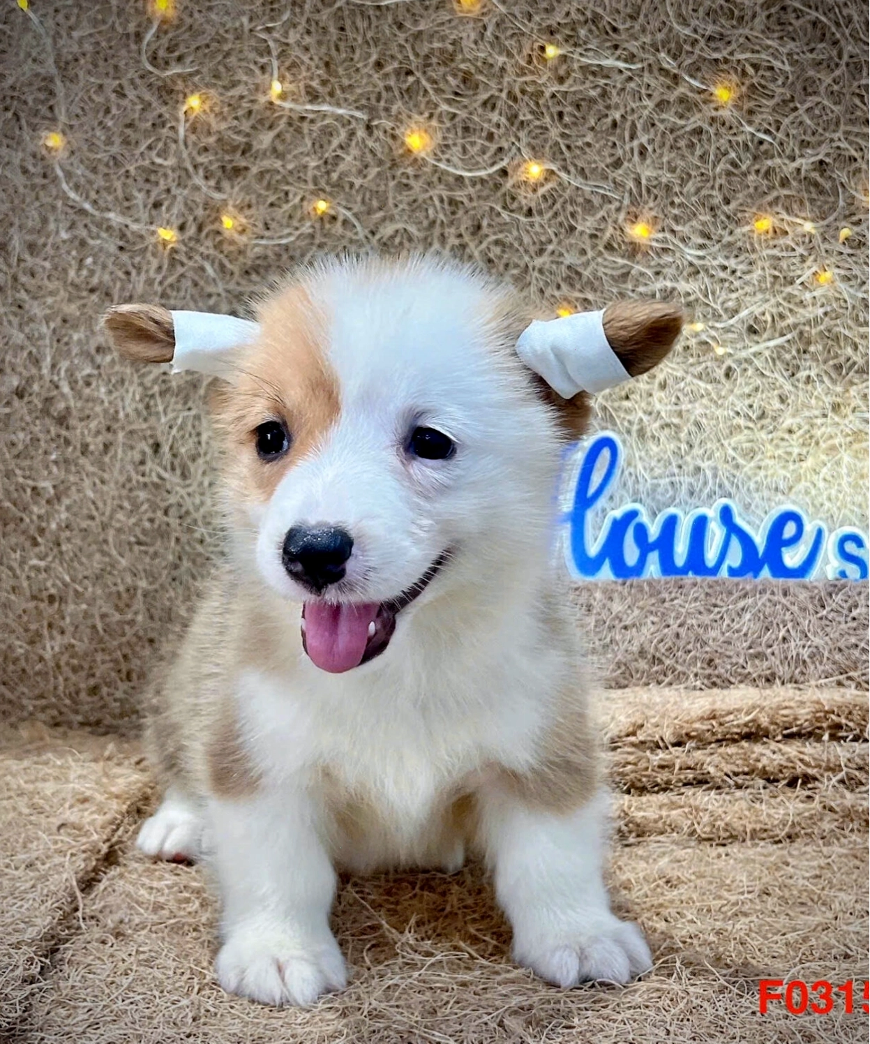 Chó corgi ma CG4159