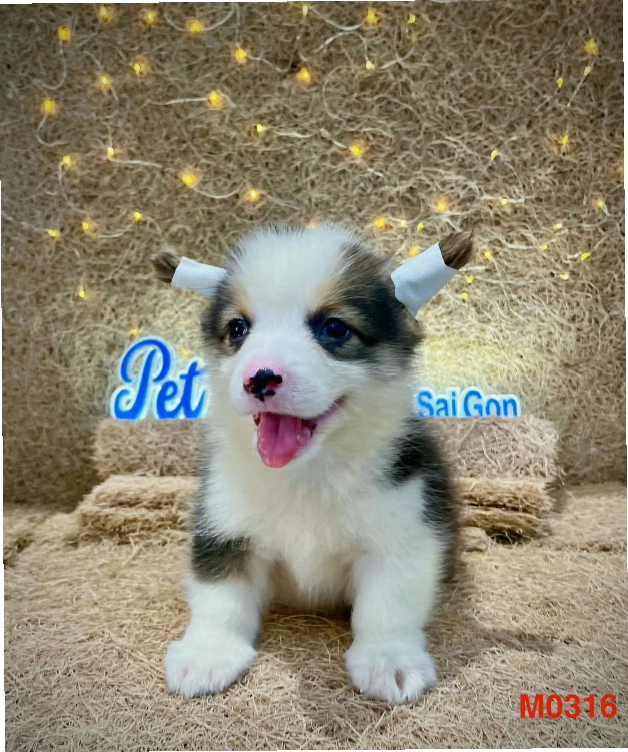 Chó corgi mau tricolor ma CG4160