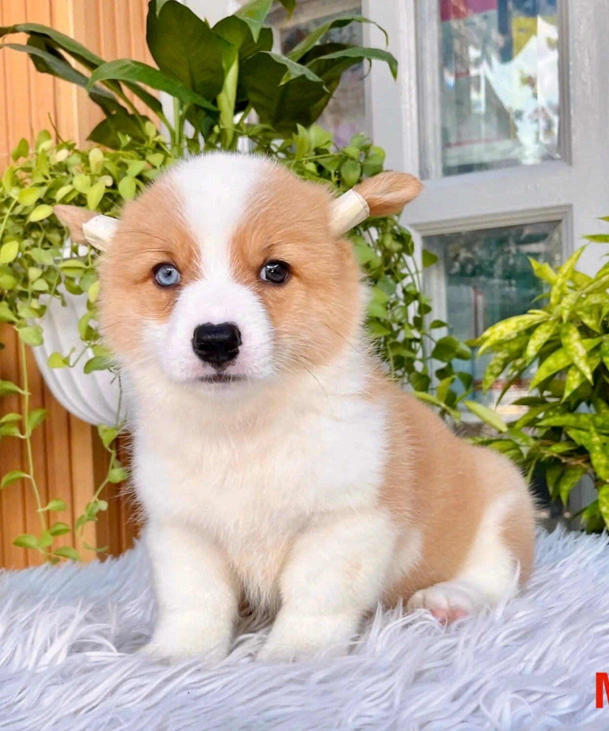 Chó corgi pembroke hai mau mat ma CG4455