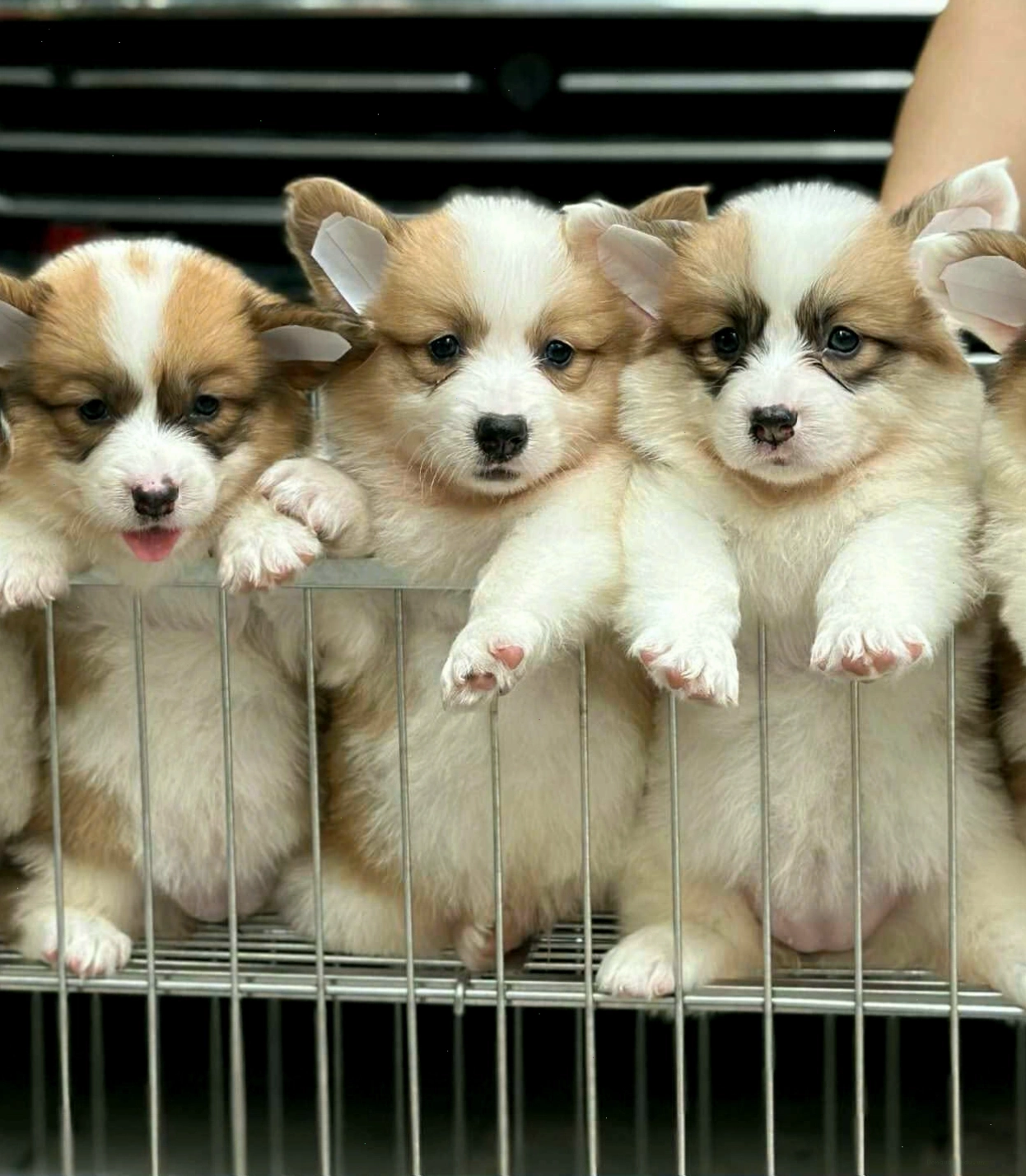Chó corgi vang trang ma CG3500