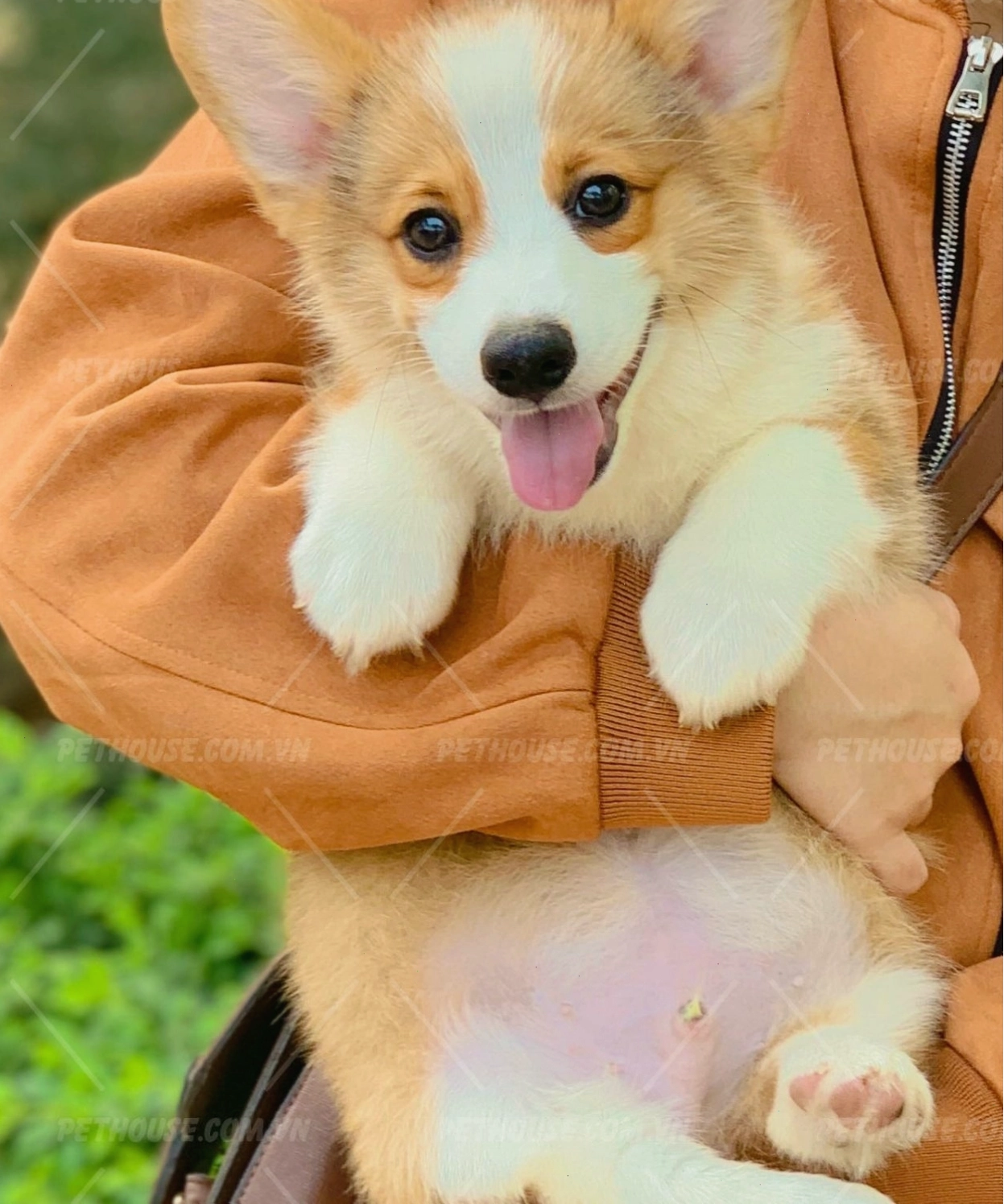 Chó Corgi vàng trắng mã CG989