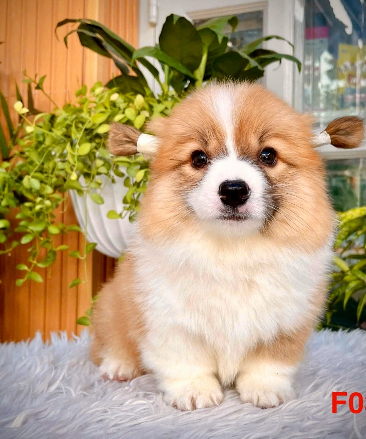 Chó corgi vip au vang trang ma CG4457