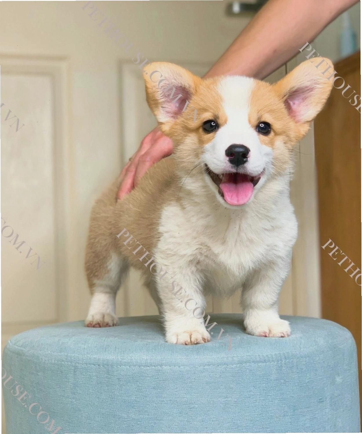 Chó Corgi với đôi chân ngắn và biểu cảm đáng yêu
