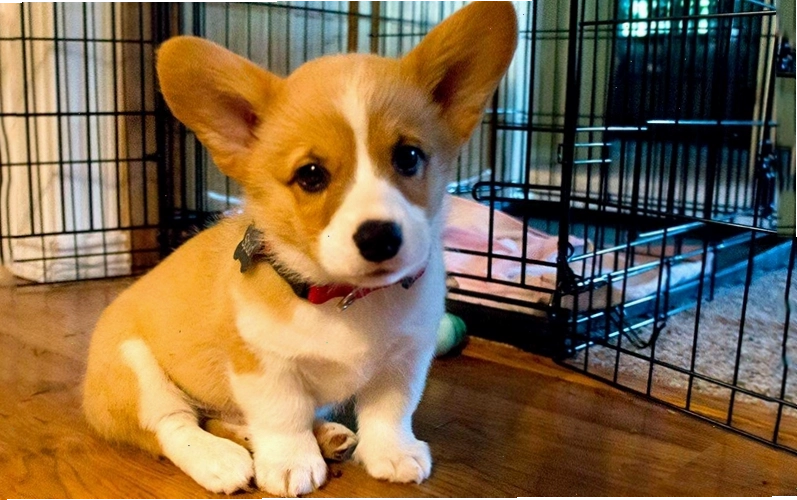 Chó Corgi với đôi chân ngắn và vẻ mặt tinh nghịch