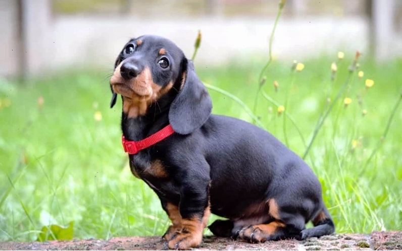 Chó Dachshund với thân hình dài và chân ngắn