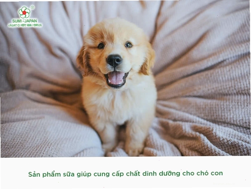 Chó đang ăn thức ăn hạt