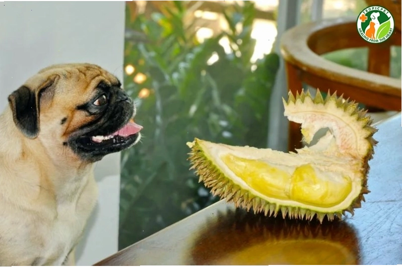 Chó đang ăn thức ăn hạt từ bát