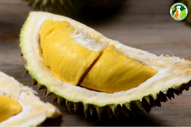 Chó đang được bác sĩ thú y khám sức khỏe