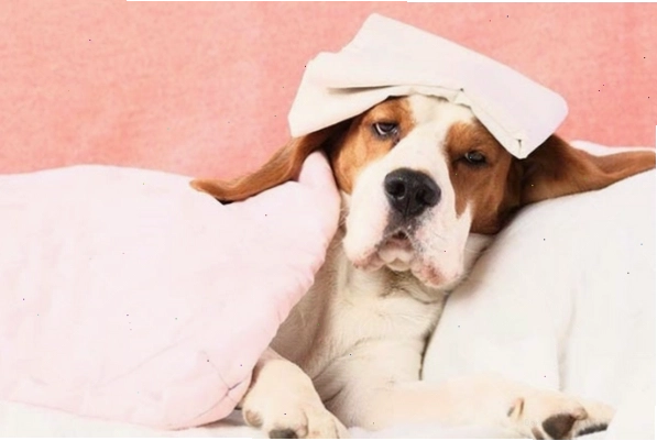 Chó đang được bác sĩ thú y khám tổng quát