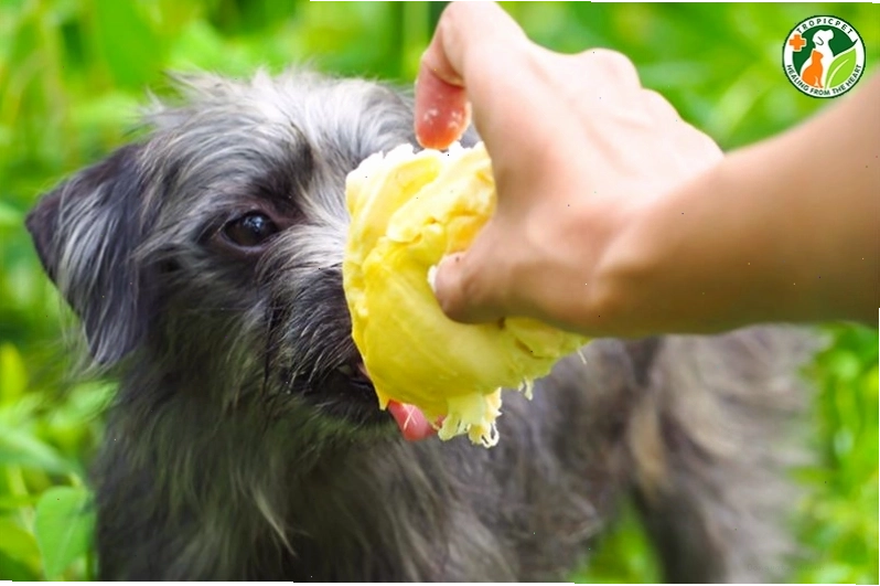 Chó đang nhìn vào miếng sầu riêng với vẻ tò mò