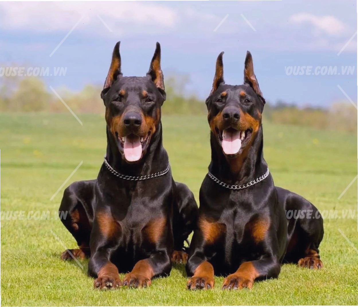 Chó Doberman mạnh mẽ và cảnh giác