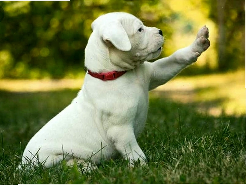 Chó Dogo Argentino con