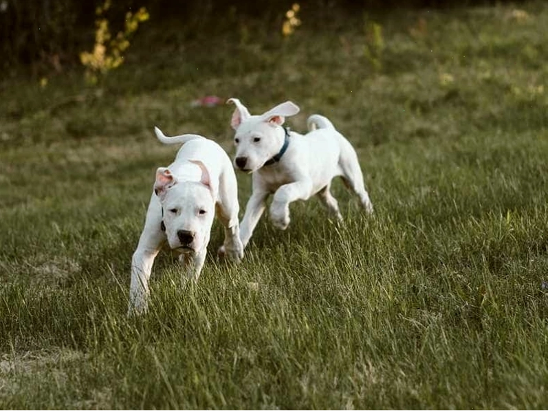 Chó Dogo Argentino dễ thương