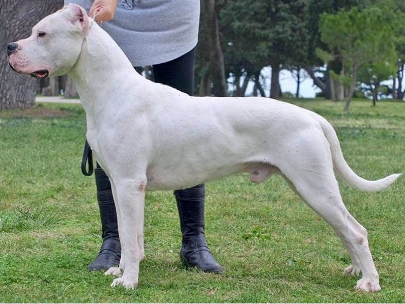 Chó Dogo Argentino đẹp