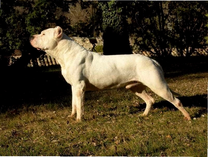 Chó Dogo Argentino khỏe mạnh
