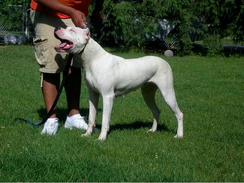 Chó Dogo Argentino to lớn
