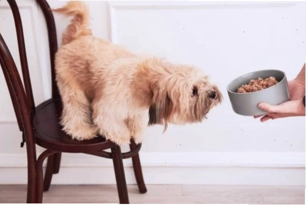 Chó gầy cần được chăm sóc dinh dưỡng đặc biệt