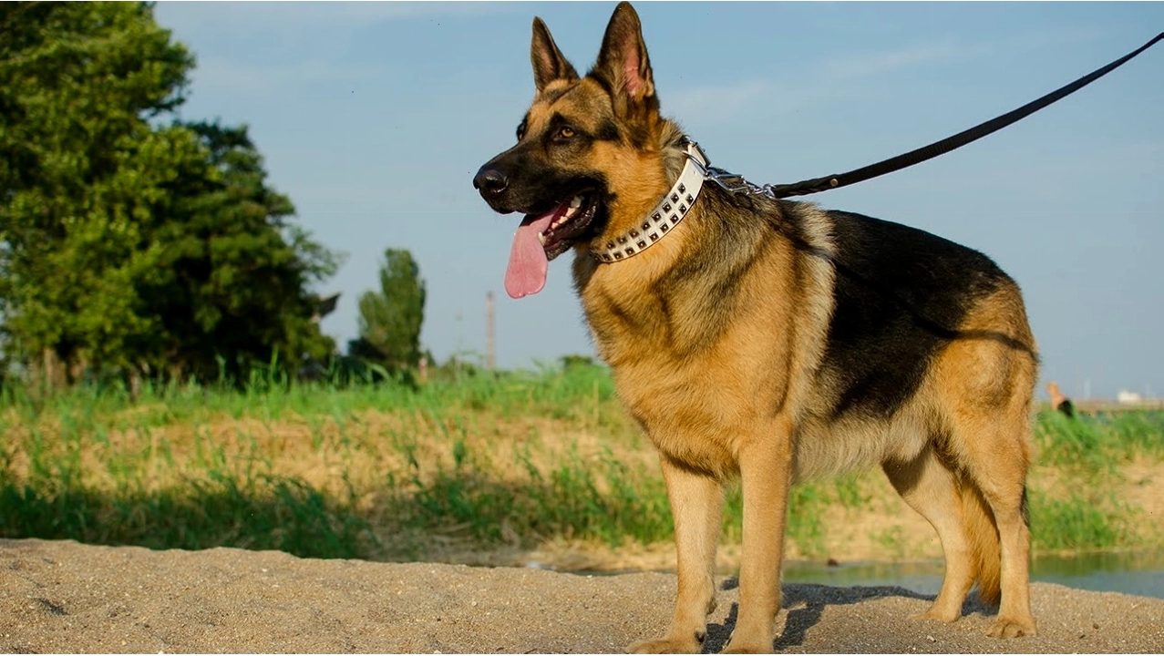 Chó German Shepherd thông minh và dũng cảm