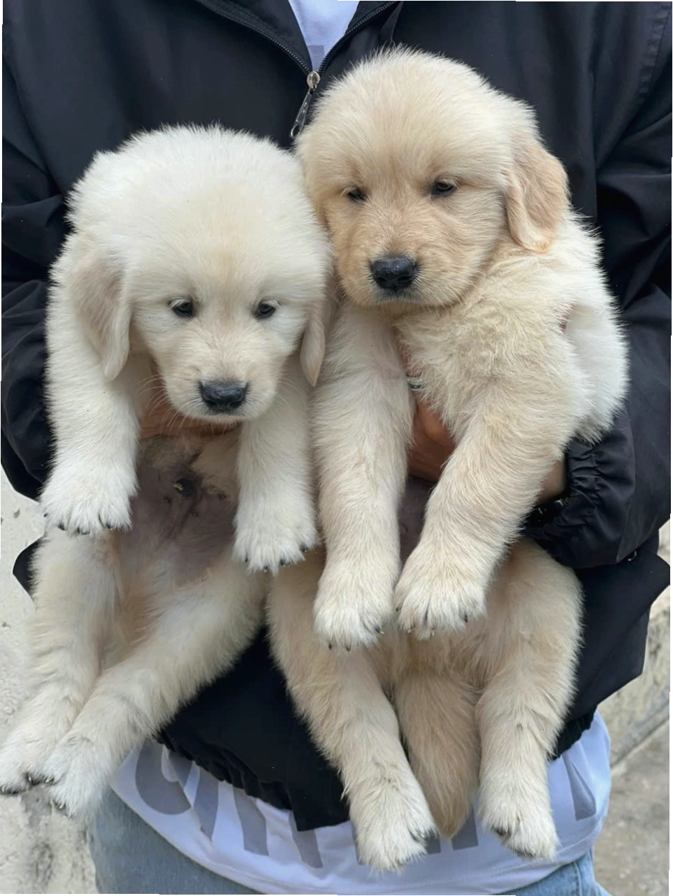 Chó Golden Retriever có ngoại hình cân đối