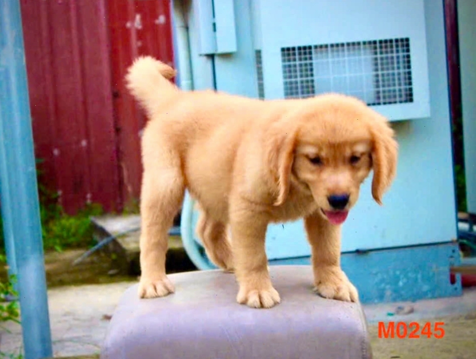 Chó Golden Retriever con đang chơi đùa vui vẻ
