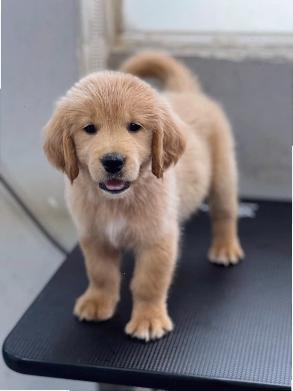 Chó Golden Retriever con với bộ lông màu vàng óng ả