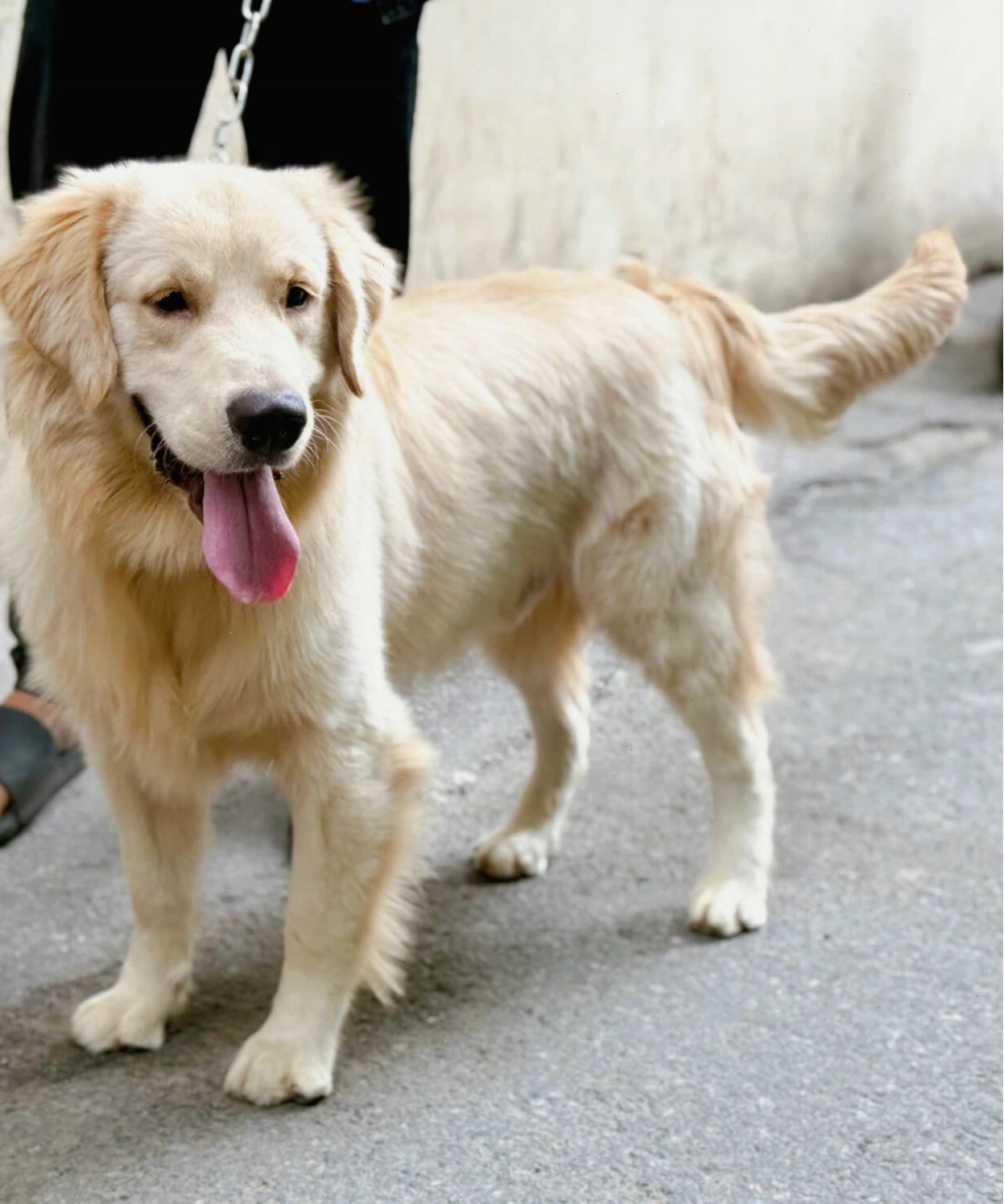 Chó Golden Retriever đang thư giãn
