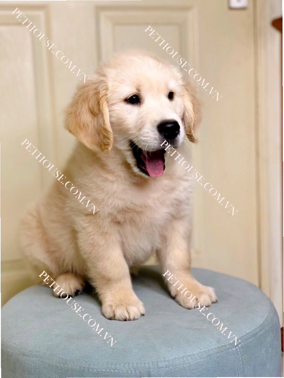Chó Golden Retriever thân thiện và trung thành