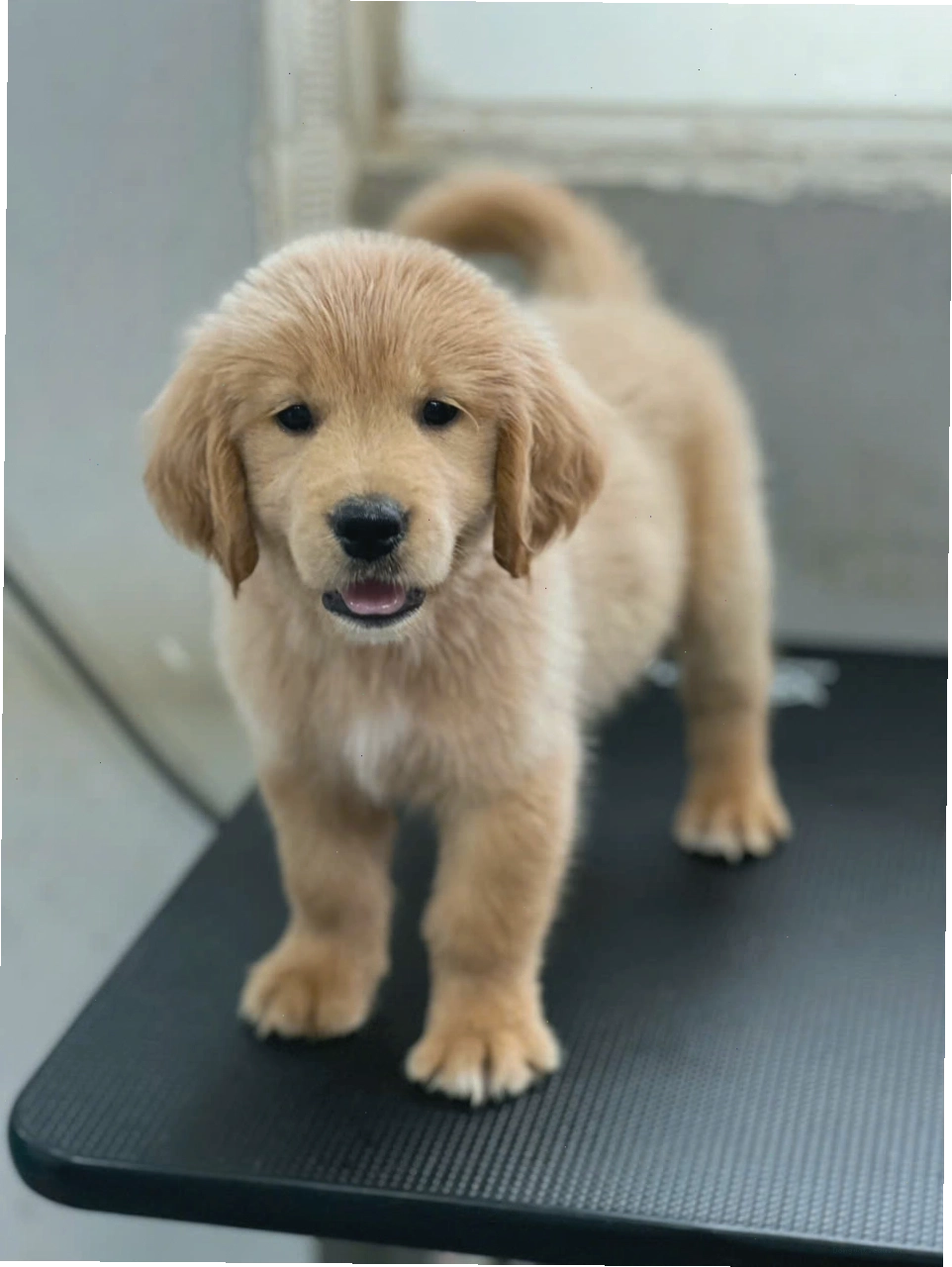 Chó Golden Retriever thuần chủng với vẻ mặt hiền lành