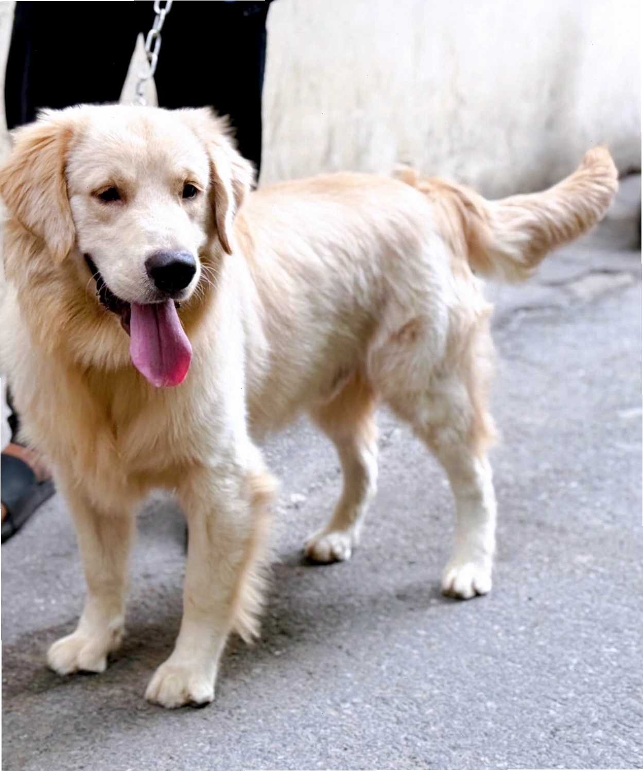 Chó Golden Retriever trưởng thành với bộ lông màu vàng kim khỏe mạnh