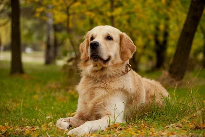 Chó Golden Retriever với bộ lông vàng óng mượt mà