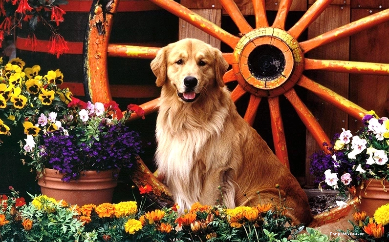 Chó Golden Retriever với bộ lông vàng óng và nụ cười thân thiện