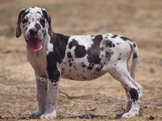 Chó Great Dane con