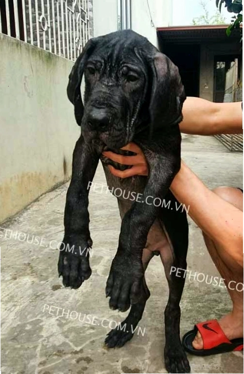 Chó Great Dane đen mã GDN776
