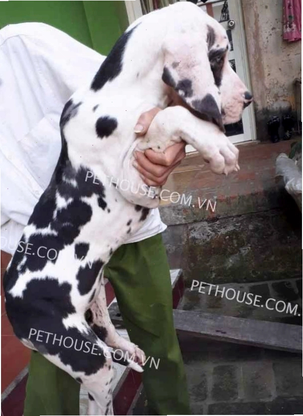 Chó Great Dane đen trắng mã GDN770