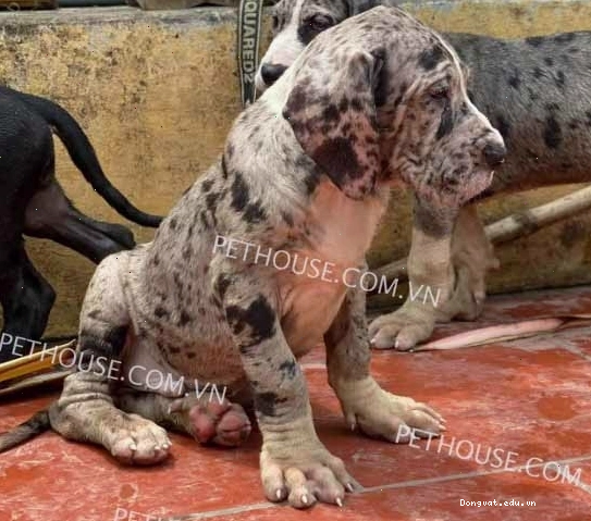 Chó Great Dane đen trắng mã GDN775