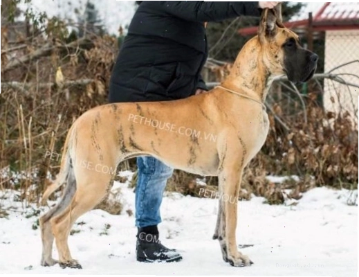 Chó Great Dane trưởng thành
