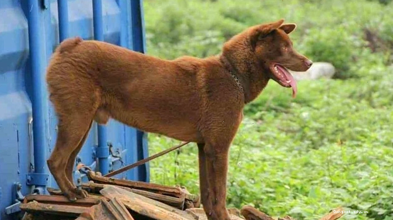Chó H’mông cộc đuôi với thân hình săn chắc