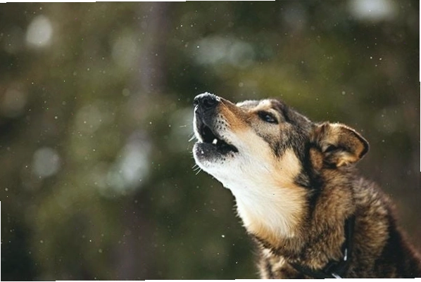 Chó hú vì phản ứng với âm thanh lạ