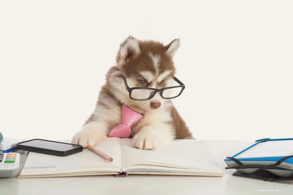 Chó Husky con khỏe mạnh và thông minh
