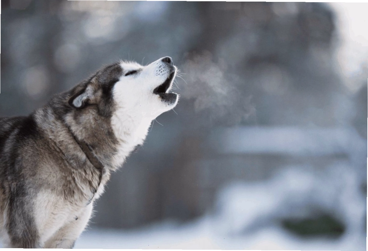 Chó Husky đang hú với âm thanh vang vọng
