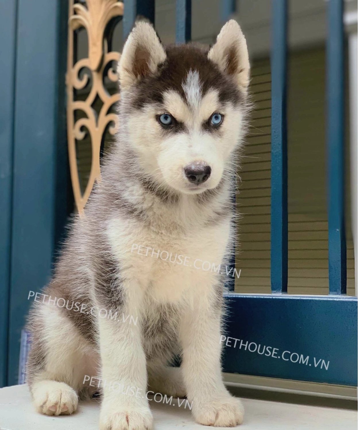 Chó Husky đen trắng mã HK864 với bộ lông dày và đôi mắt xanh