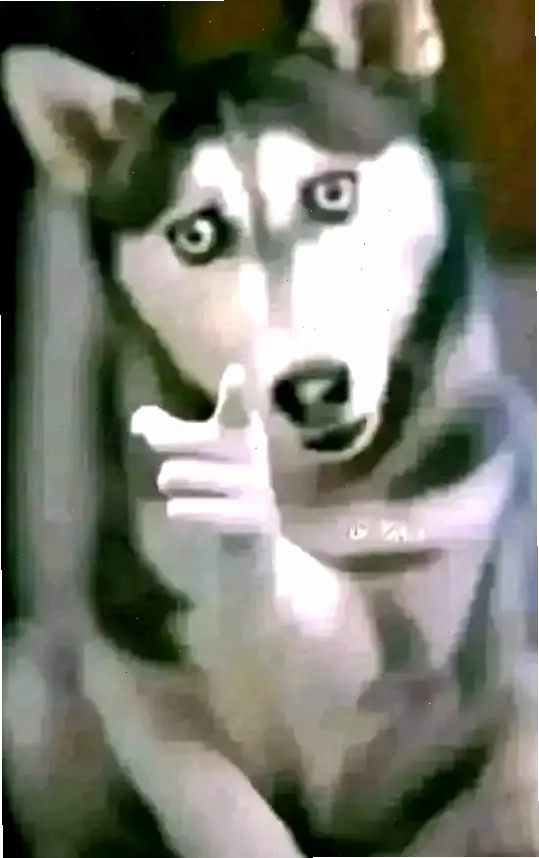 Chó Husky lém lỉnh chỉ tay với ánh mắt tinh nghịch