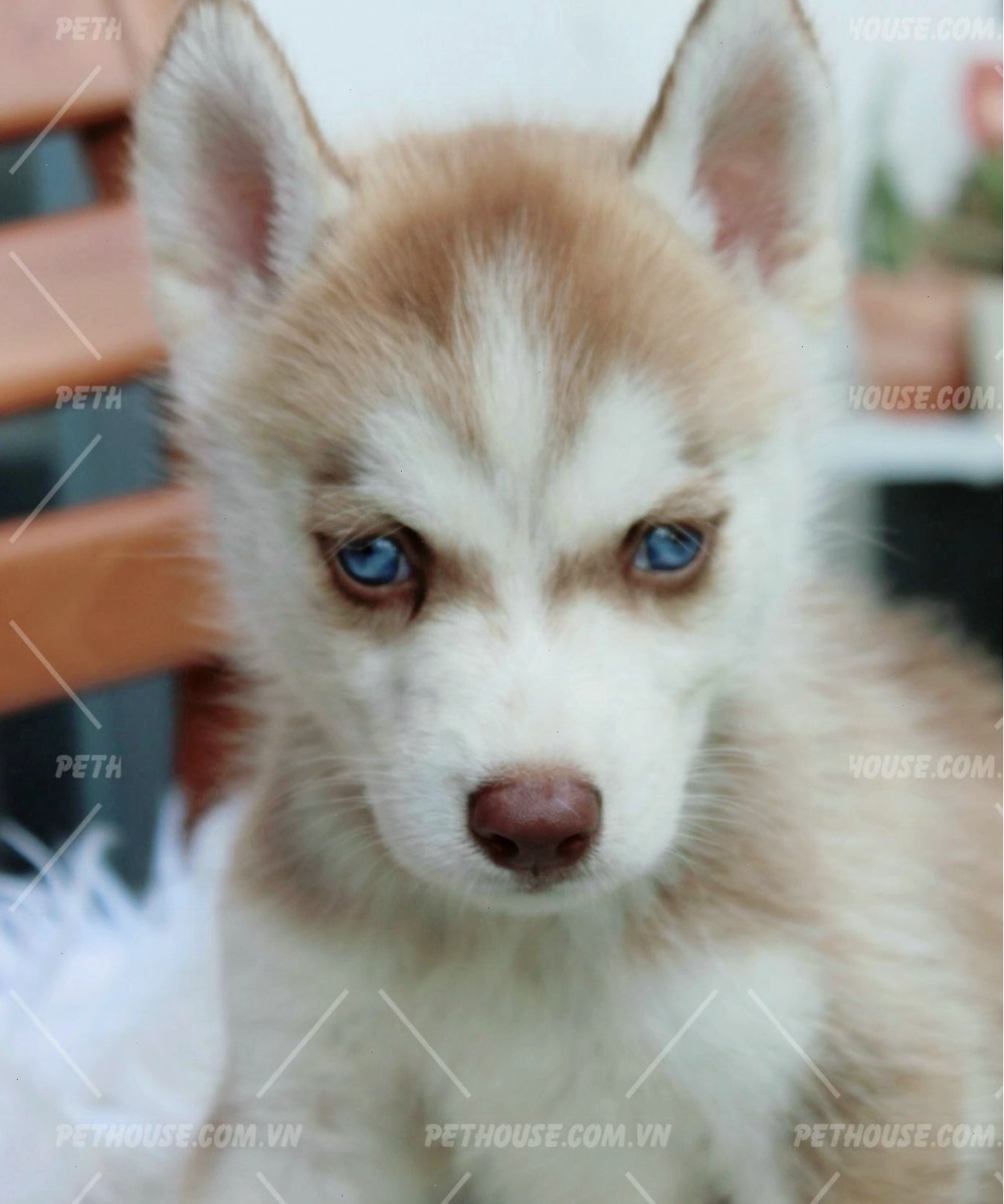 Chó Husky Nâu Đỏ mã SM1044 nghỉ ngơi trong phòng có điều hòa