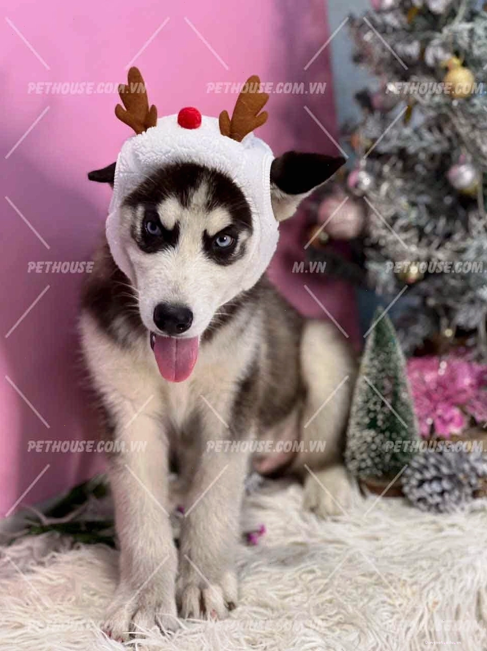 Chó Husky ngầu đang chạy trên đường