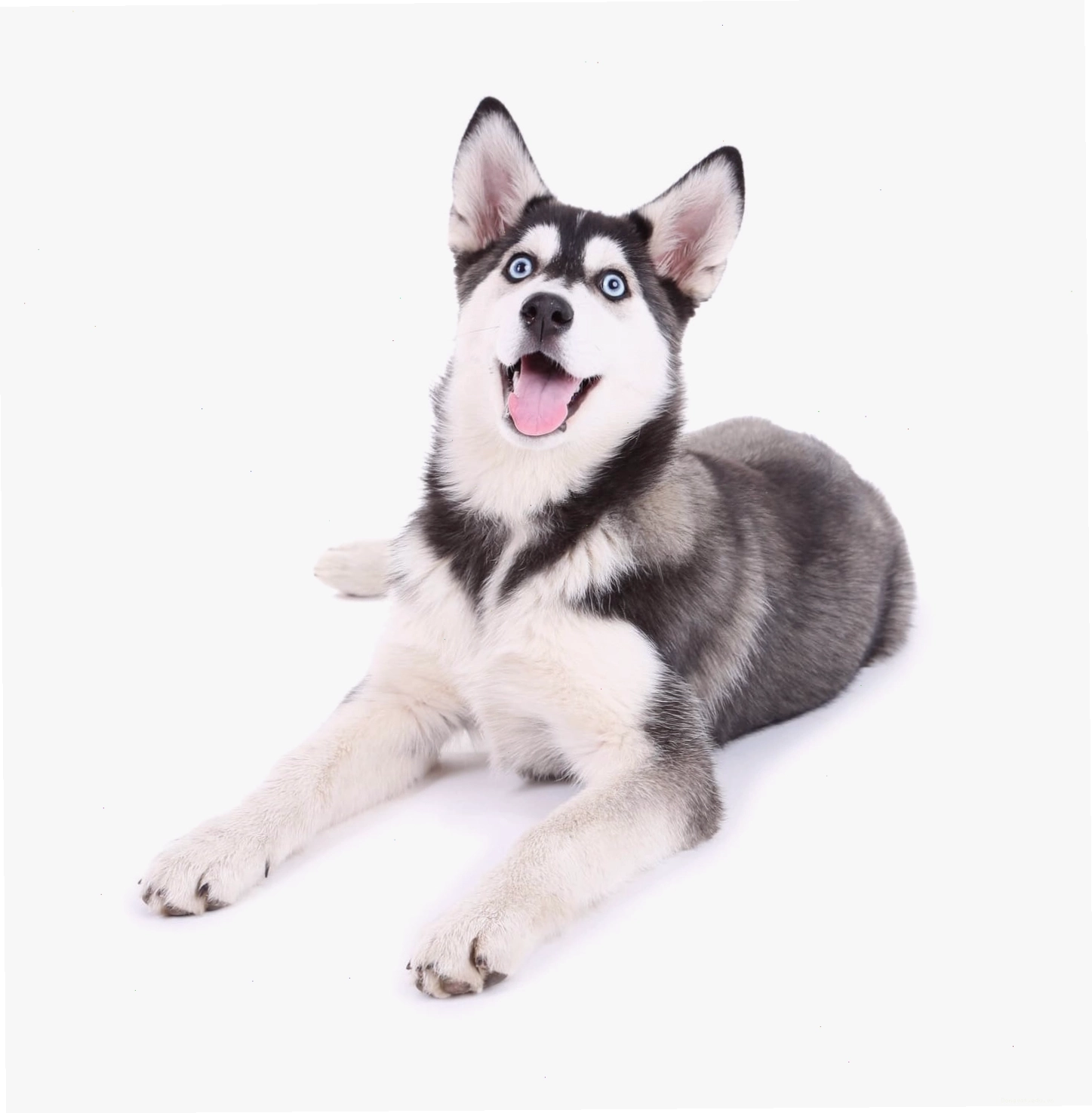 Chó Husky với biểu cảm độc đáo và hài hước