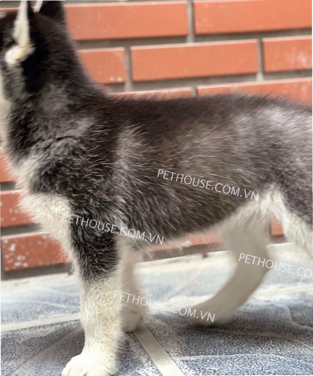 Chó Husky với bộ lông đen trắng sạch sẽ