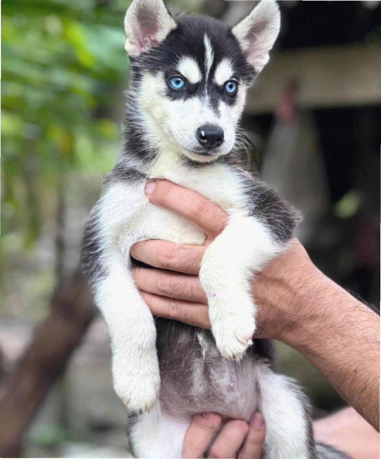 Chó Husky với đôi mắt xanh biếc sâu thẳm