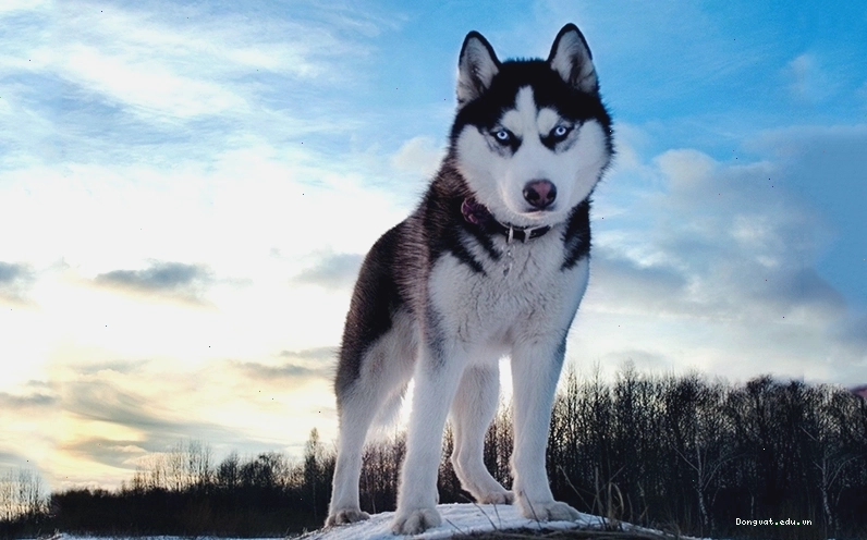 Chó Husky với đôi mắt xanh biếc và bộ lông đặc trưng