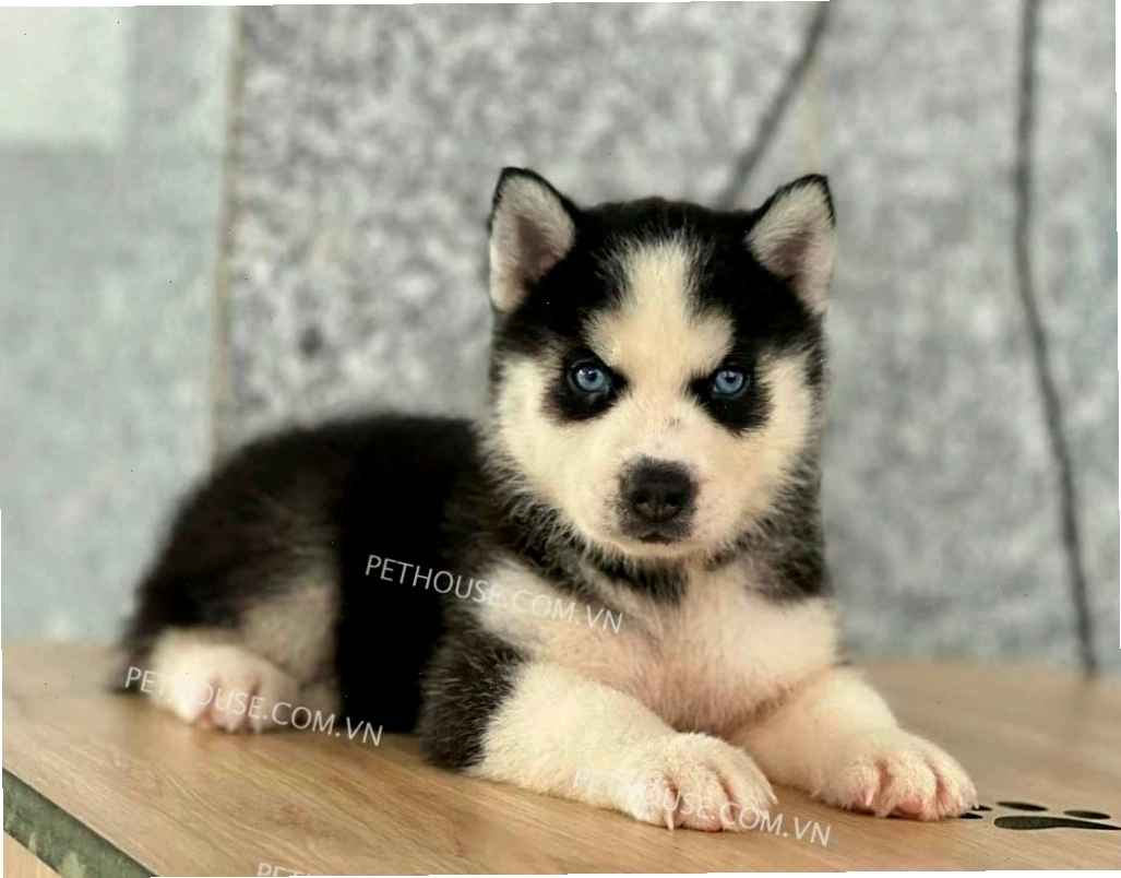 Chó Husky với đôi mắt xanh biếc và bộ lông đen trắng ấn tượng